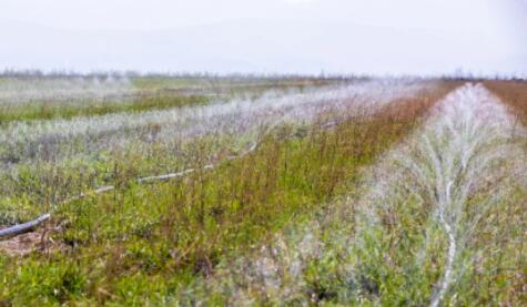 山西萬畝中藥材采用軟體集雨水窖+智能水肥一體化，增產顯著